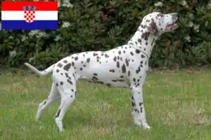Přečtete si více ze článku Chovatelé dalmatinů a štěňat v Chorvatsku