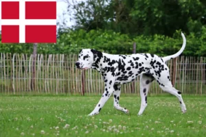 Přečtete si více ze článku Chovatelé dalmatinů a štěňat v Dánsku