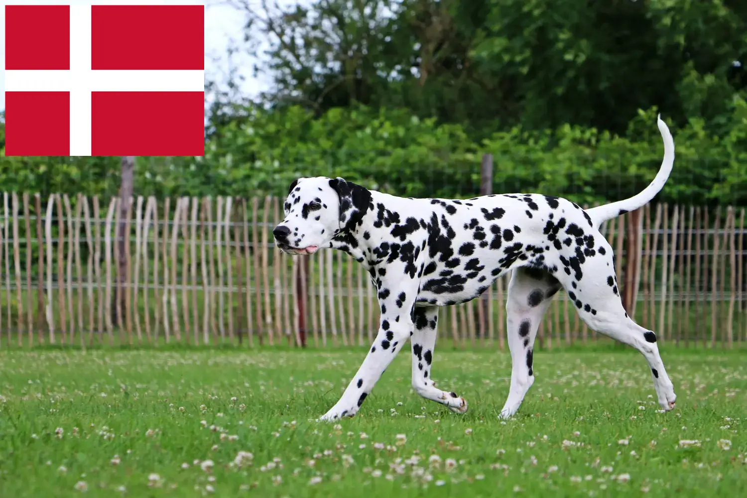 Přečtete si více ze článku Chovatelé dalmatinů a štěňat v Dánsku
