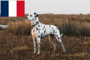 Přečtete si více ze článku Chovatelé dalmatinů a štěňat ve Francii
