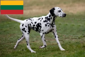 Přečtete si více ze článku Chovatelé dalmatinů a štěňat v Litvě
