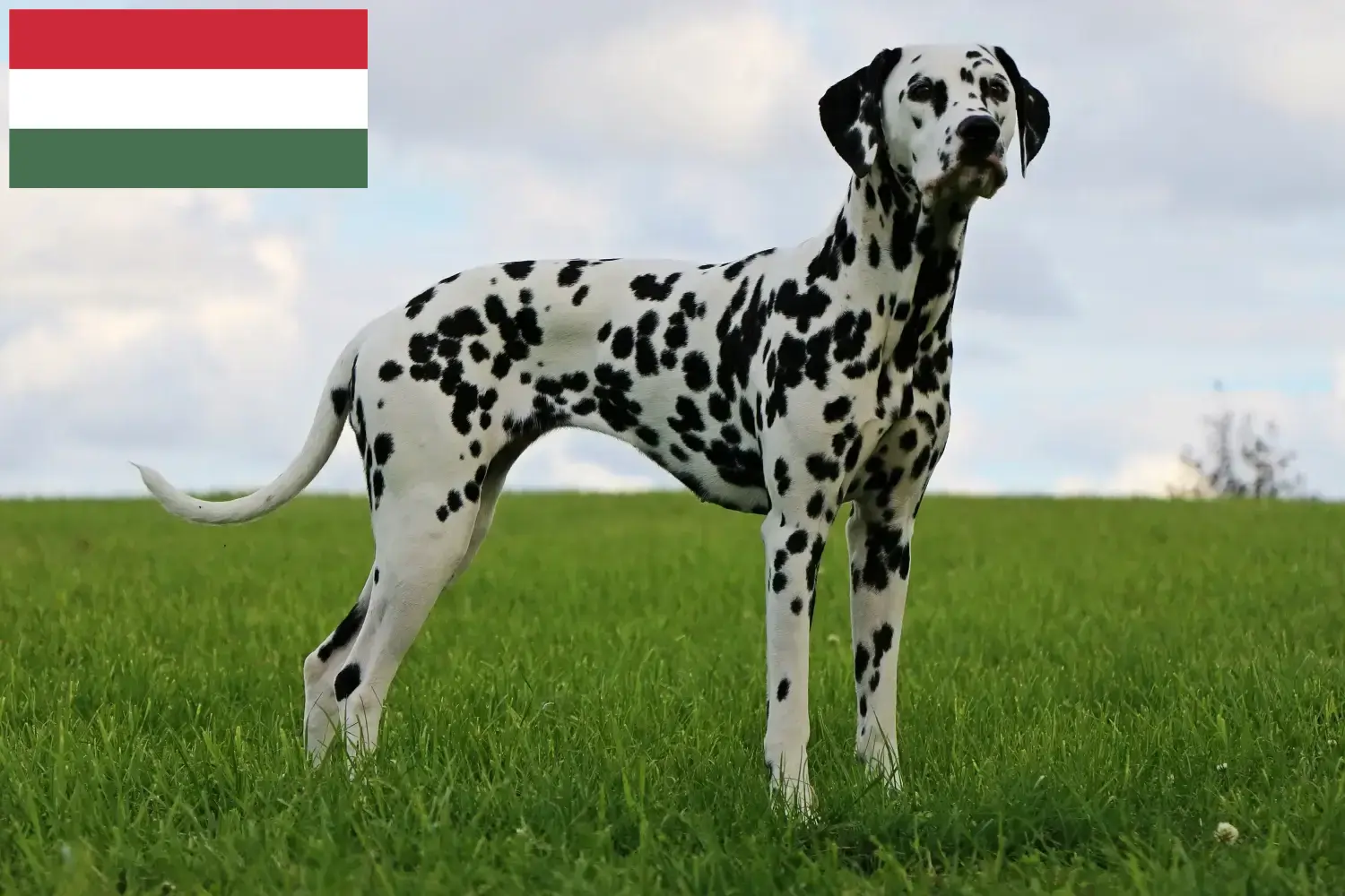 Přečtete si více ze článku Chovatelé dalmatinů a štěňat v Maďarsku