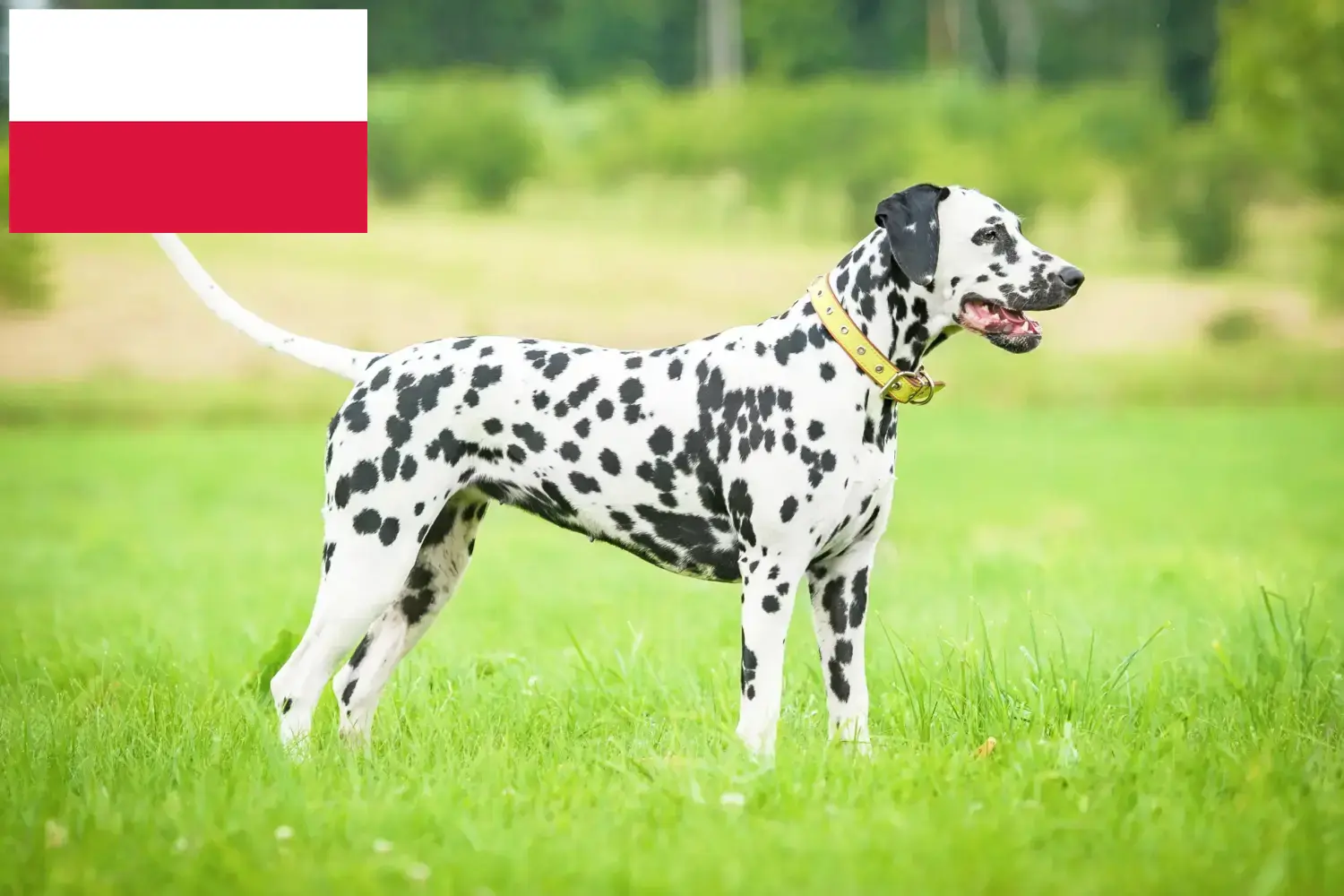 Přečtete si více ze článku Chovatelé dalmatinů a štěňat v Polsku