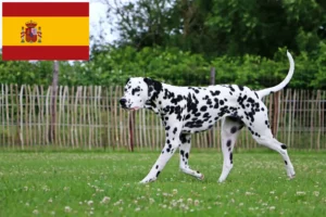 Přečtete si více ze článku Chovatelé dalmatinů a štěňata ve Španělsku