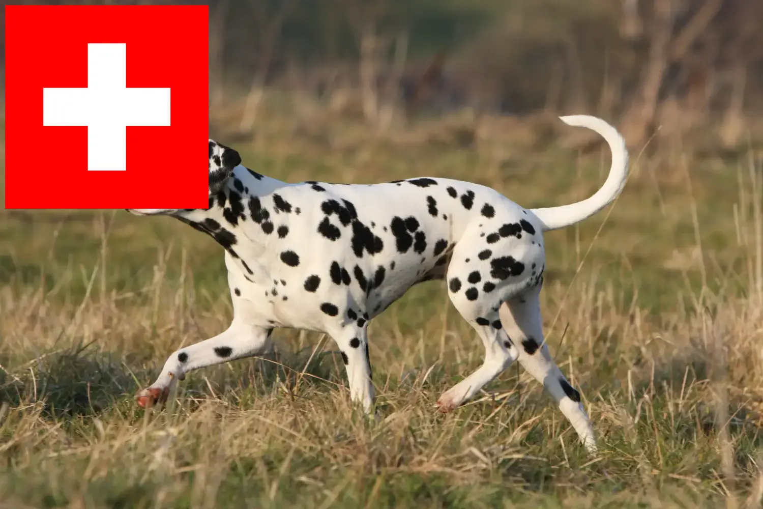 Přečtete si více ze článku Chovatelé dalmatinů a štěňat ve Švýcarsku
