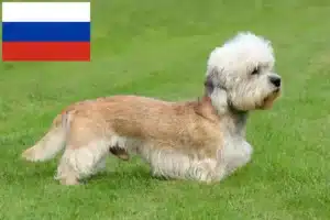 Přečtete si více ze článku Dandie Dinmont teriér chovatelé a štěňata v Rusku
