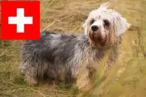 Přečtete si více ze článku Dandie Dinmont teriér chovatelé a štěňata ve Švýcarsku