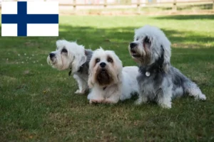 Přečtete si více ze článku Dandie Dinmont teriér chovatelé a štěňata ve Finsku