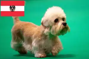 Přečtete si více ze článku Dandie Dinmont teriér – chovatelé a štěňata v Rakousku