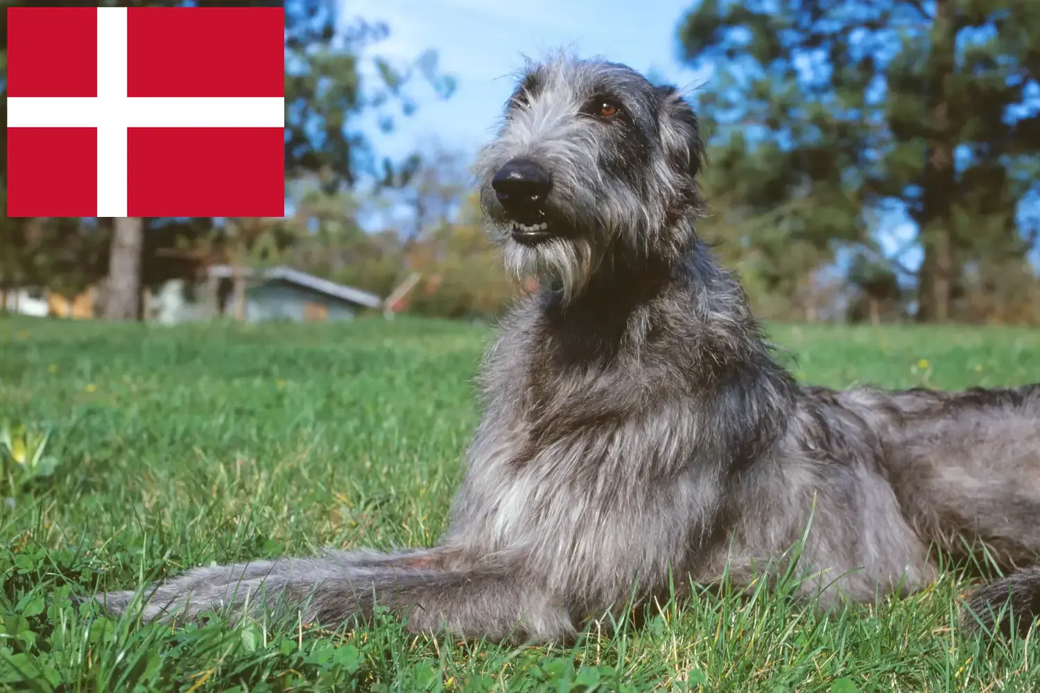 Deerhound štěňata a chovatelé Dánsko Zde najdete chovatele deerhoundů v Dánsku.