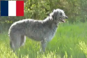 Přečtete si více ze článku Chovatelé jeleních psů a štěňat ve Francii