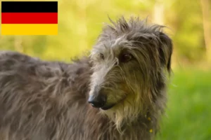 Přečtete si více ze článku Chovatelé jeleních psů a štěňat v Německu