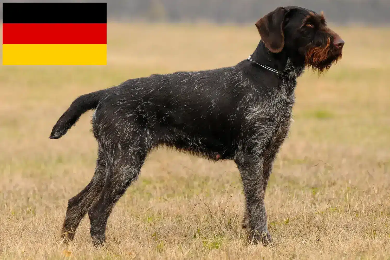 Přečtete si více ze článku Deutsch Drahthaar chovatelé a štěňata v Německu