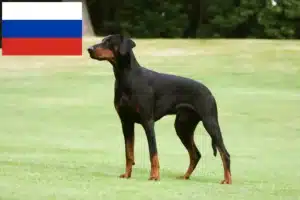 Přečtete si více ze článku Chovatelé dobrmanů a štěňat v Rusku
