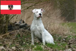 Přečtete si více ze článku Chovatelé a štěňata Dogo Argentino v Rakousku