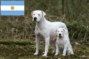 Přečtete si více ze článku Chovatelé a štěňata Dogo Argentino v Argentině