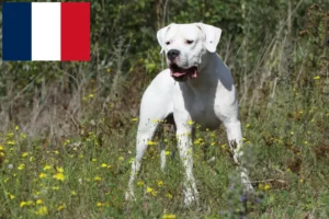 Přečtete si více ze článku Chovatelé a štěňata Dogo Argentino ve Francii