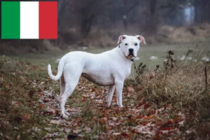 Přečtete si více ze článku Chovatelé a štěňata Dogo Argentino v Itálii