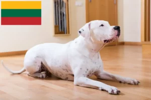 Přečtete si více ze článku Chovatelé a štěňata Dogo Argentino v Litvě
