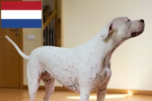 Přečtete si více ze článku Chovatelé a štěňata Dogo Argentino v Nizozemsku