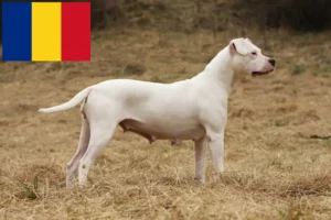 Přečtete si více ze článku Chovatelé a štěňata Dogo Argentino v Rumunsku