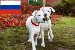 Přečtete si více ze článku Chovatelé a štěňata Dogo Argentino v Rusku