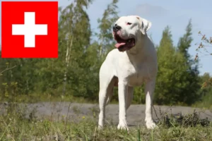 Přečtete si více ze článku Chovatelé a štěňata Dogo Argentino ve Švýcarsku