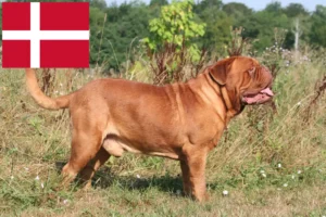 Přečtete si více ze článku Chovatelé a štěňata Dogue de Bordeaux v Dánsku