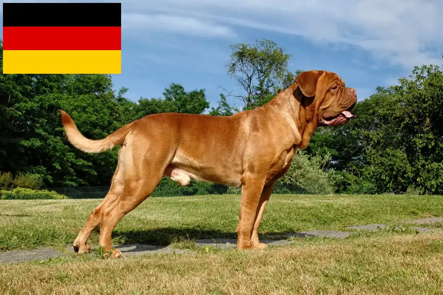 Dogue de Bordeaux štěňata a chovatelé Německo Zde najdete chovatele dogue de bordeaux v Německu.