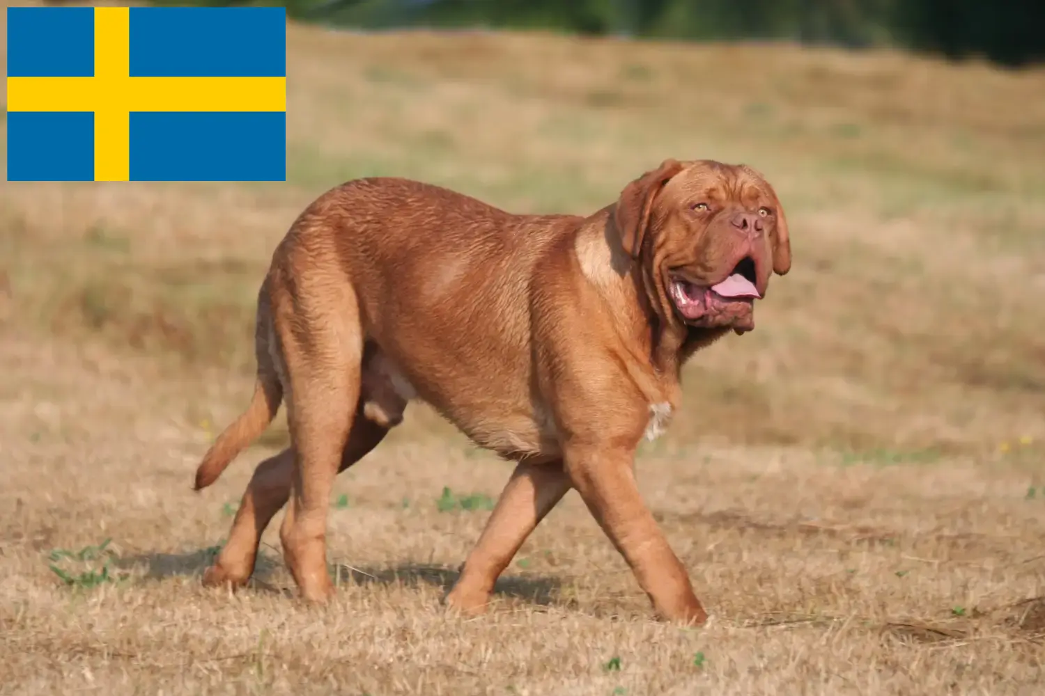 Dogue de Bordeaux štěňata a chovatelé Švédsko Zde najdete chovatele dogue de bordeaux ve Švédsku.