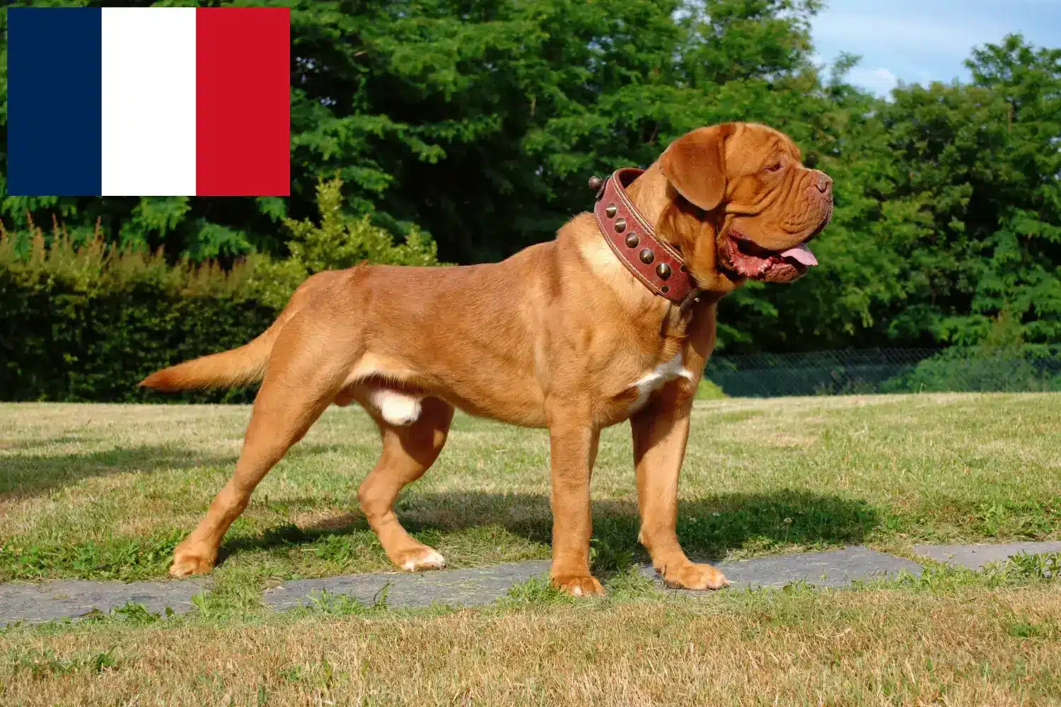 Dogue de Bordeaux štěňata a chovatelé Francie Zde najdete chovatele dogue de bordeaux ve Francii.