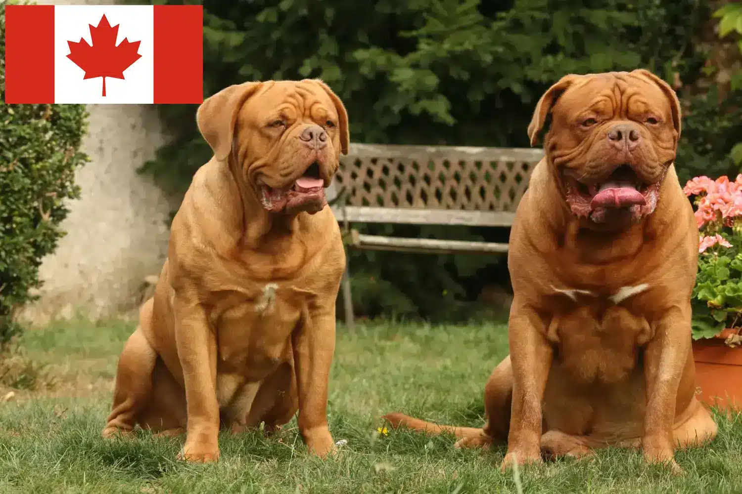 Dogue de Bordeaux štěňata a chovatelé Kanada Zde najdete chovatele dogue de bordeaux v Kanadě.
