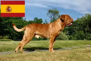 Přečtete si více ze článku Chovatelé a štěňata Dogue de Bordeaux ve Španělsku