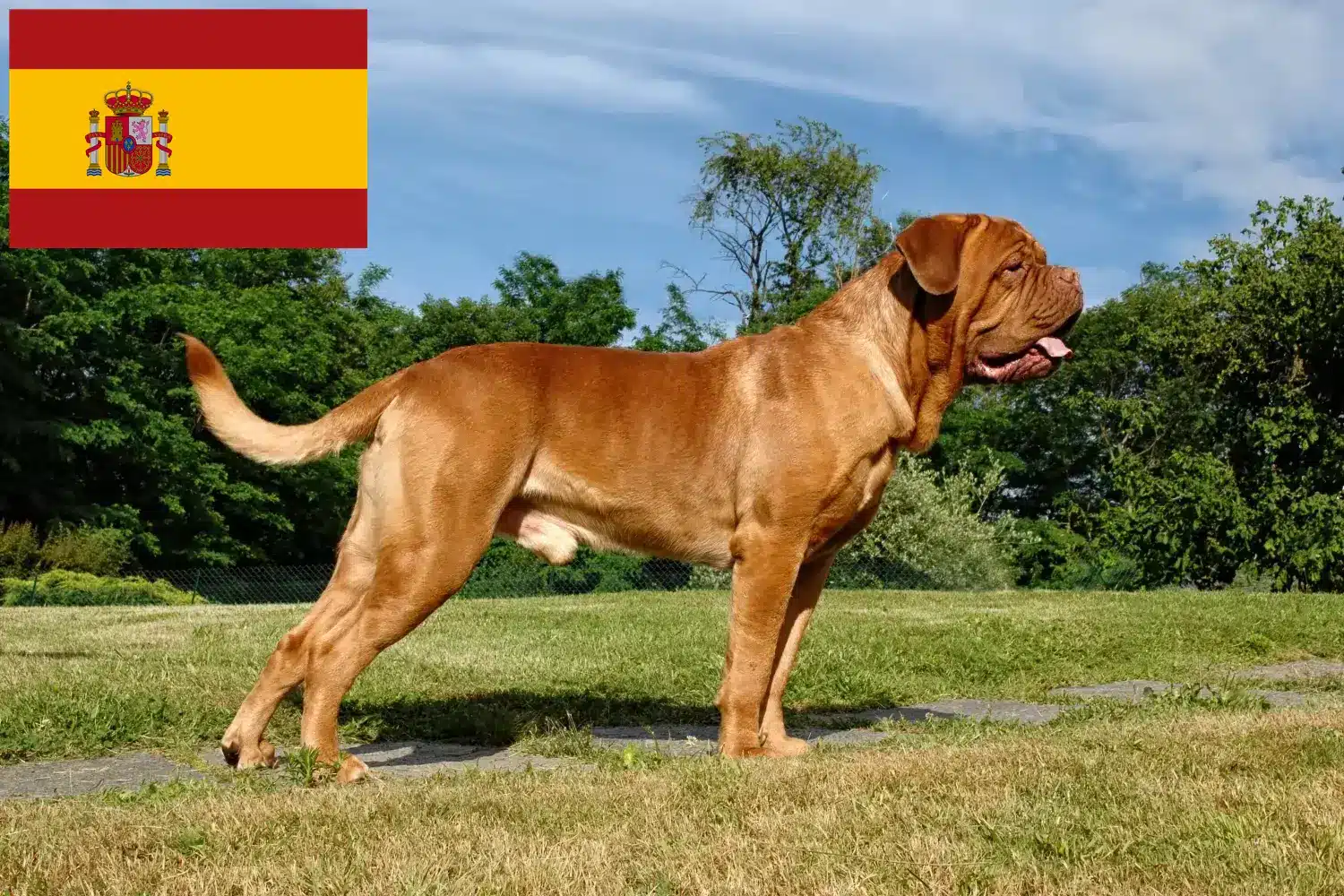 Dogue de Bordeaux štěňata a chovatelé Španělsko Zde najdete chovatele dogue de bordeaux ve Španělsku.