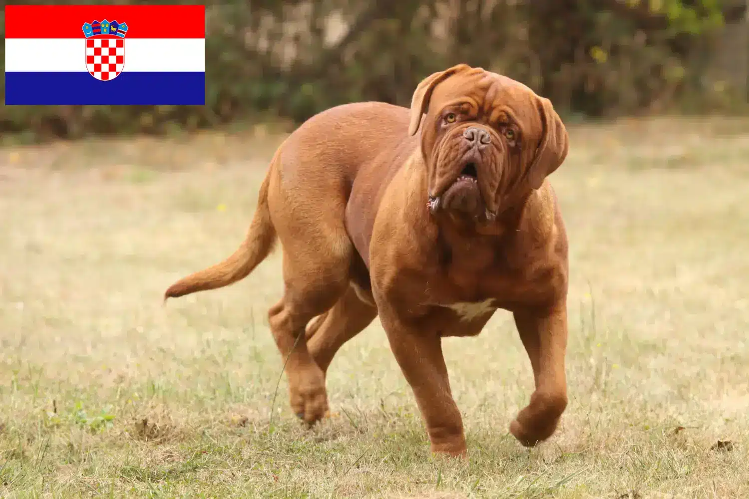 Dogue de Bordeaux štěňata a chovatelé Chorvatsko Zde najdete chovatele dogue de bordeaux v Chorvatsku.