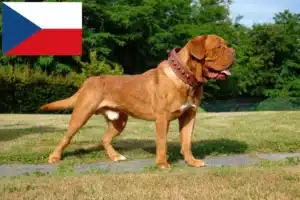 Přečtete si více ze článku Chovatelé a štěňata Dogue de Bordeaux v České republice