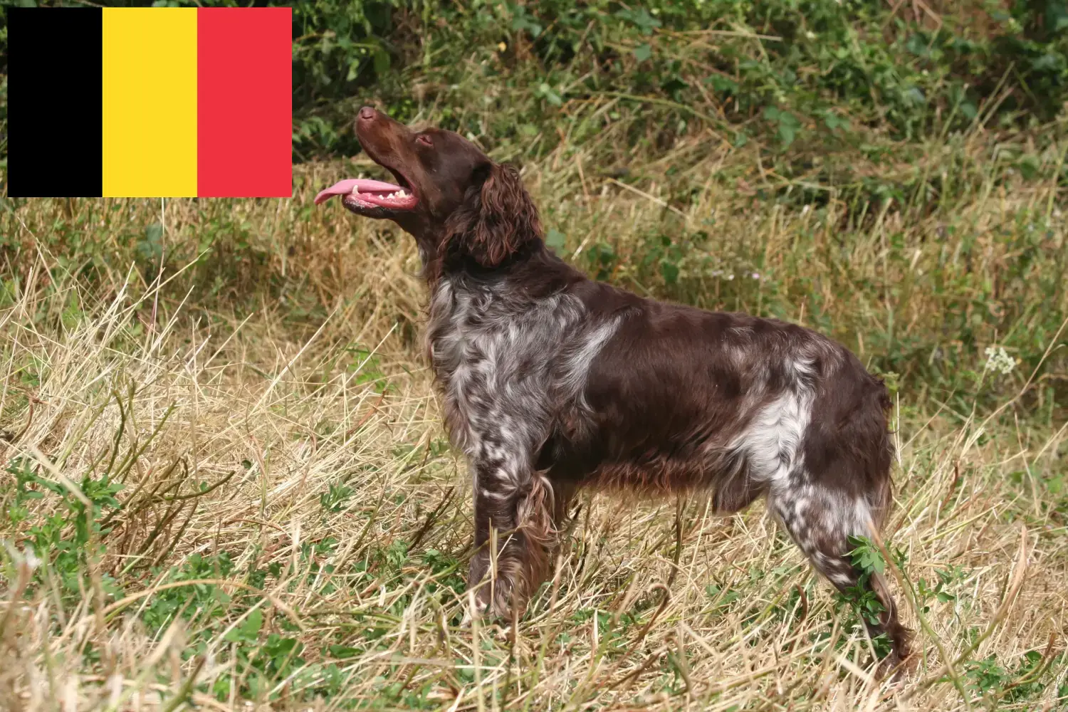 Epagneul Breton štěňata a chovatelé Belgie Zde najdete chovatele plemene Epagneul Bretons v Belgii.