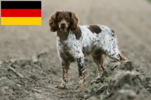 Přečtete si více ze článku Epagneul Breton chovatelé a štěňata v Německu