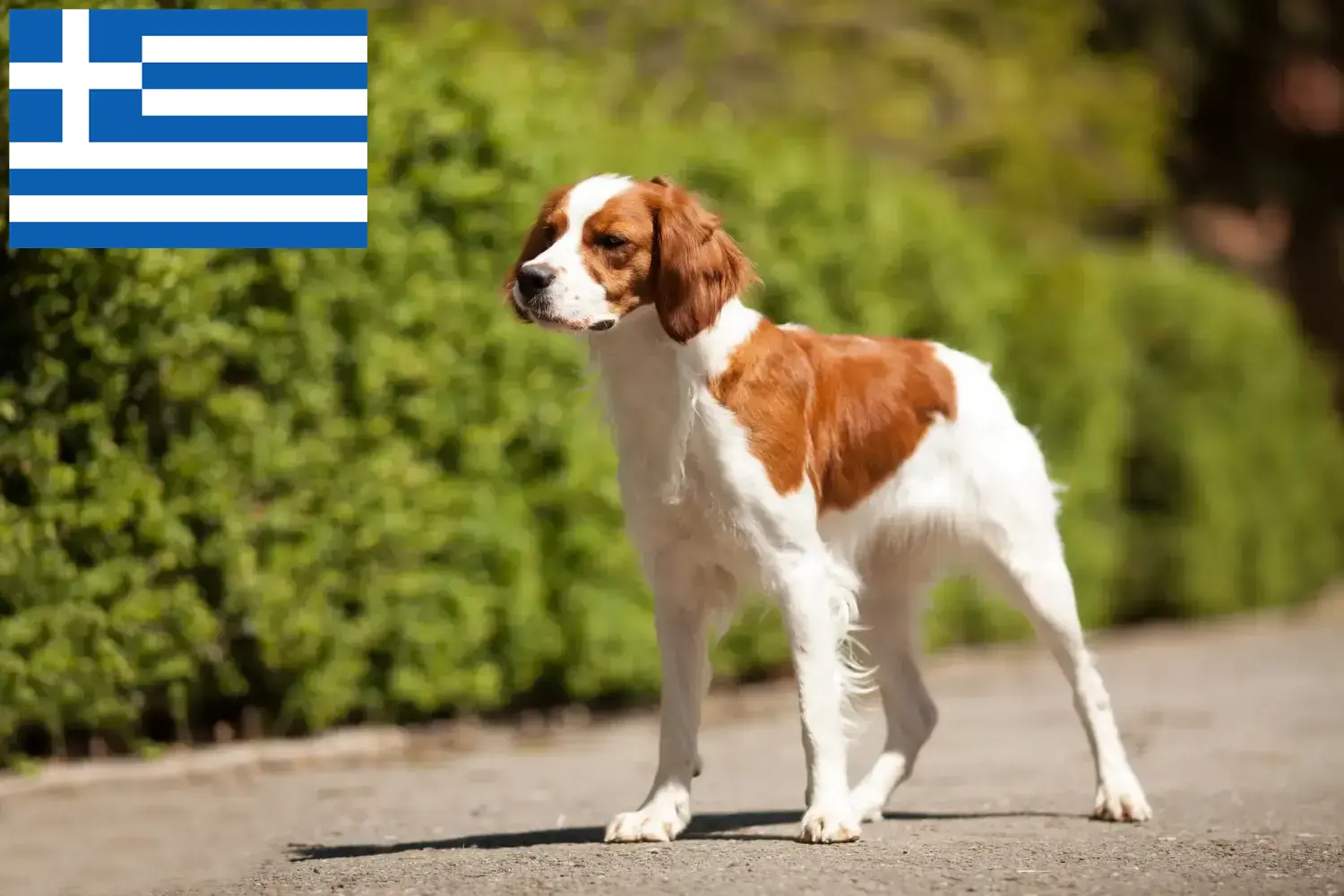 Epagneul Breton štěňata a chovatelé Řecko Zde najdete chovatele plemene Epagneul Breton v Řecku.