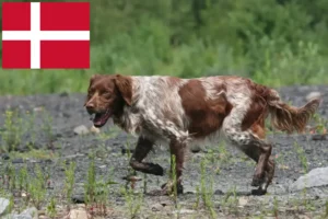 Přečtete si více ze článku Epagneul Breton chovatelé a štěňata v Dánsku
