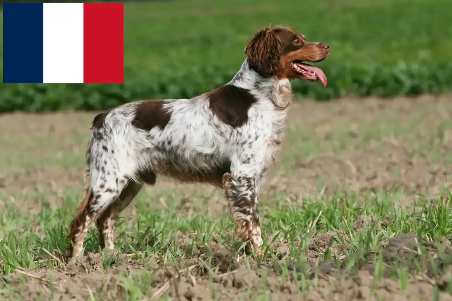 Epagneul Breton štěňata a chovatelé Francie Zde najdete chovatele plemene Epagneul Breton ve Francii.