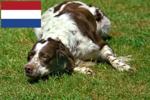 Přečtete si více ze článku Chovatelé a štěňata plemene Épagneul français v Nizozemsku
