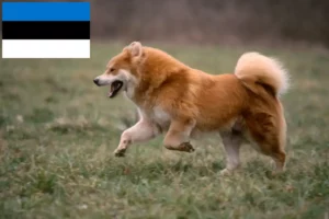 Přečtete si více ze článku Chovatelé Eurasier a štěňata v Estonsku
