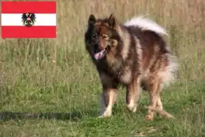Přečtete si více ze článku Chovatelé Eurasier a štěňata v Rakousku