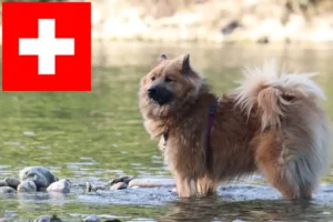 Přečtete si více ze článku Chovatelé Eurasier a štěňata ve Švýcarsku