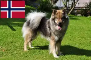 Přečtete si více ze článku Chovatelé Eurasier a štěňata v Norsku