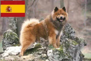 Přečtete si více ze článku Chovatelé Eurasier a štěňata ve Španělsku