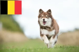 Přečtete si více ze článku Chovatelé finských laponských psů a štěňat v Belgii