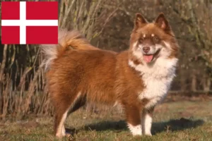 Přečtete si více ze článku Chovatelé finských laponských psů a štěňat v Dánsku