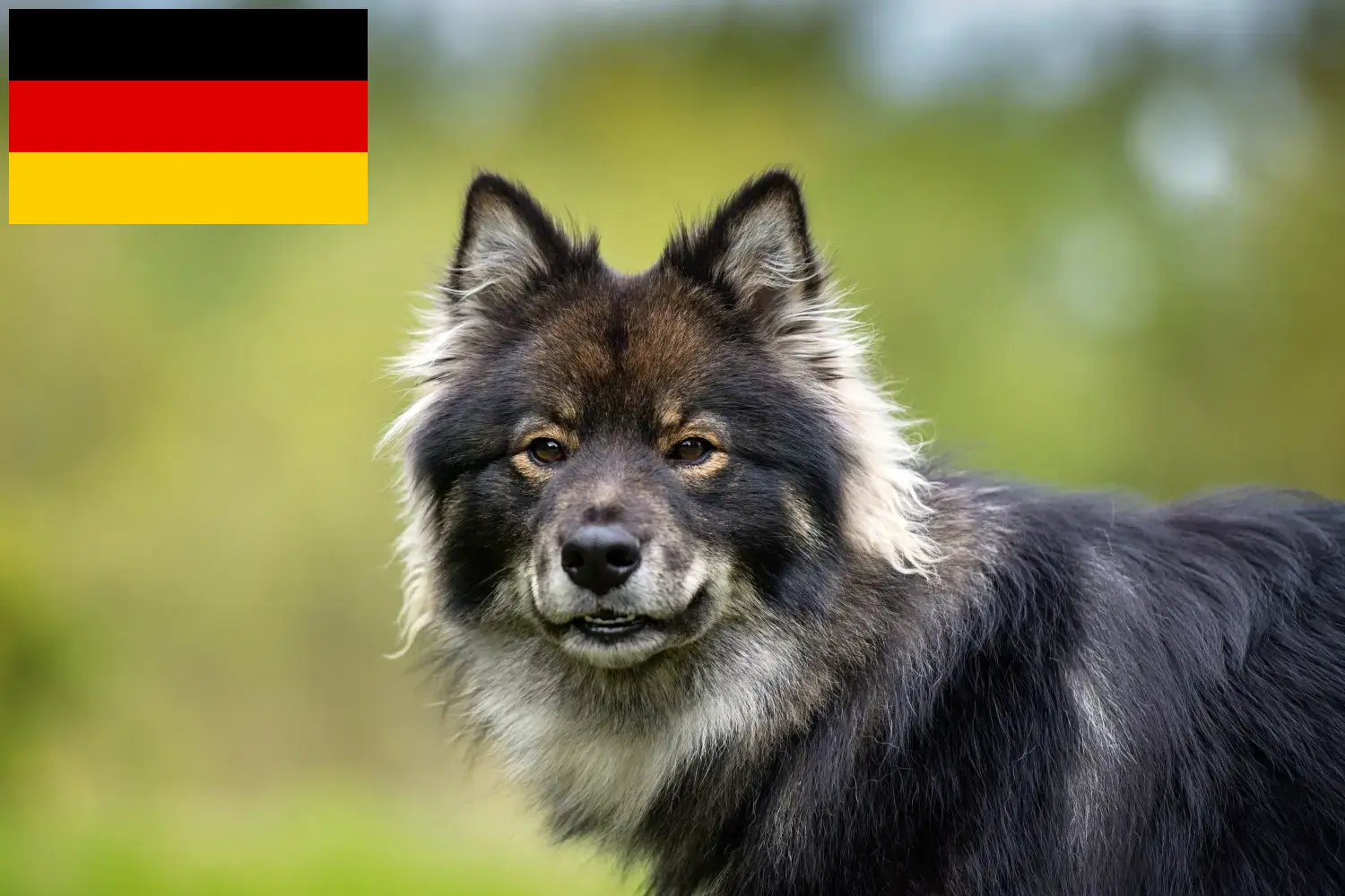Přečtete si více ze článku Chovatelé finských laponských psů a štěňat v Německu